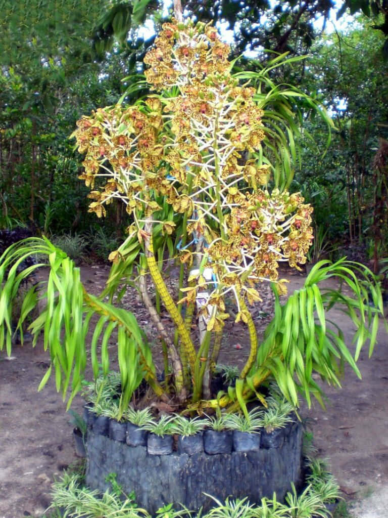 Unique Plant Structure with Robust Branches & Lush Green Leaves Wallpaper