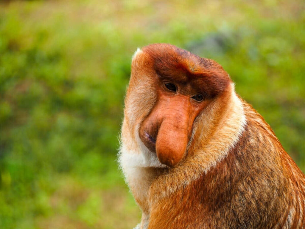 Close-Up of a Proboscis Monkey with Auburn Fur on Green Background Wallpaper