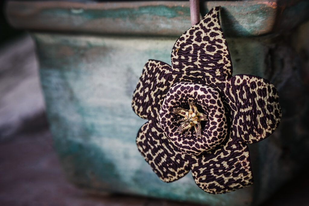 Stunning Close-Up of Unique Spotted Flower in Rustic Green Pot Wallpaper