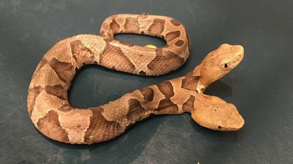 Unique Two-Headed Copperhead Snake Wallpaper - Bicephaly Pattern