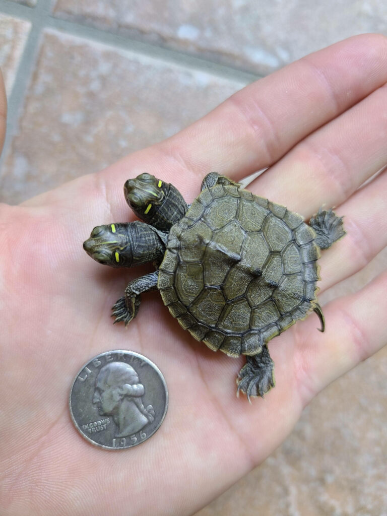 Two-Headed False Map Turtle on Hand: Unique Shell Patterns & Size Wallpaper