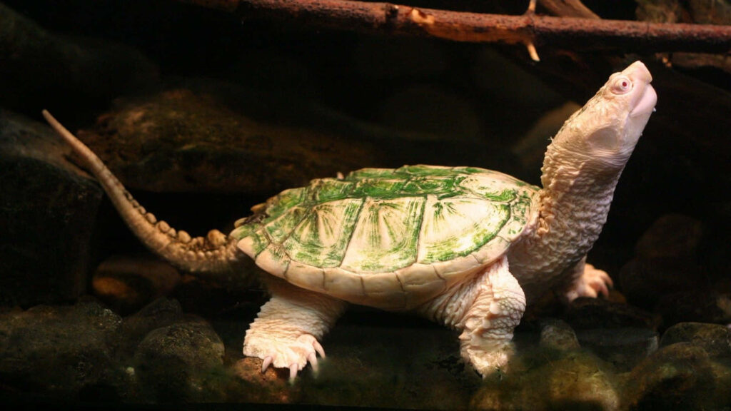 Elegant White Turtle in Dark Aquarium with Unique Green Shell Pattern Wallpaper