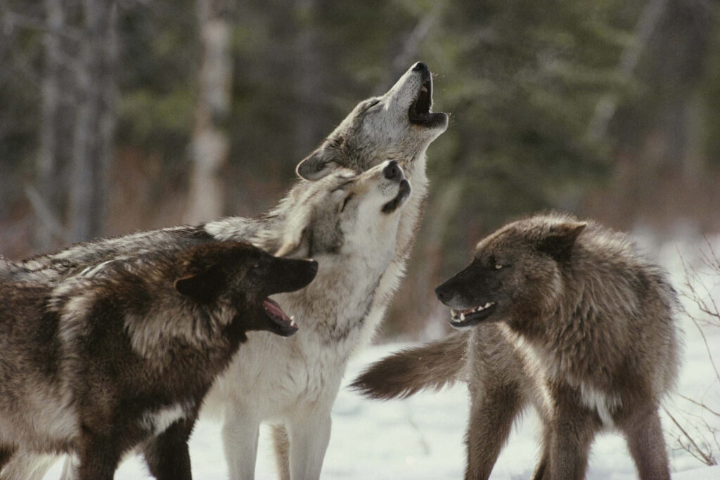 Trio of Wolves Howling: A Winter Unity Wallpaper for Nature Lovers