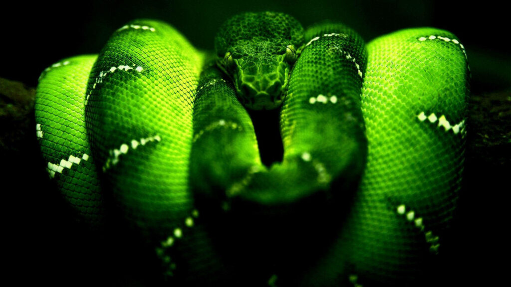 Slithering in Style: Razer's Green Snake 4k Wallpaper with Illuminating Logo