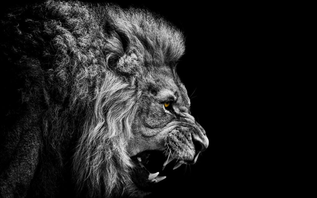 Monochrome Majesty: The Regal Roar of the Black King Wallpaper