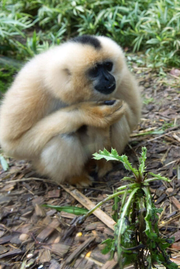 Gibbon Sitting in Forest Background Wallpaper