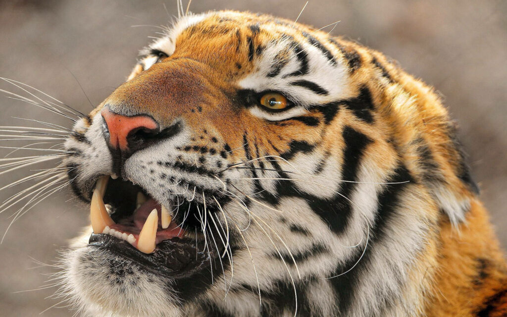 The Fierce Gaze: A Majestic Tiger Ready to Pounce Wallpaper