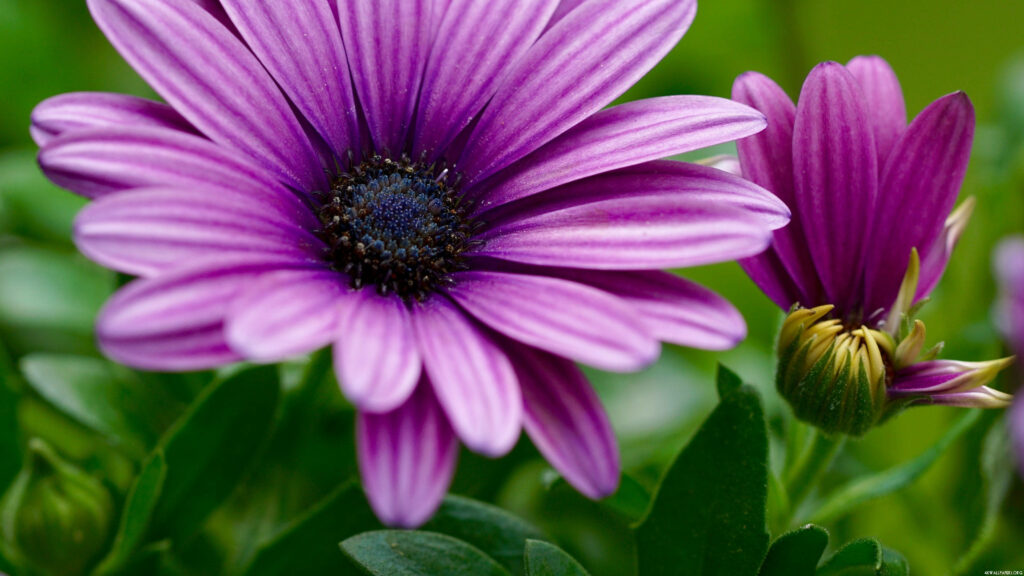 The Dance of Blooms: A Captivating Purple Blossom Surrounded by Budding Promises Wallpaper