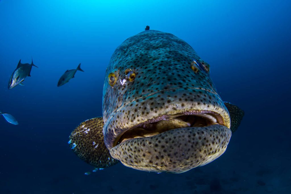 Close-up underwater photo of a massive Atlantic Goliath Grouper in deep blue ocean Wallpaper