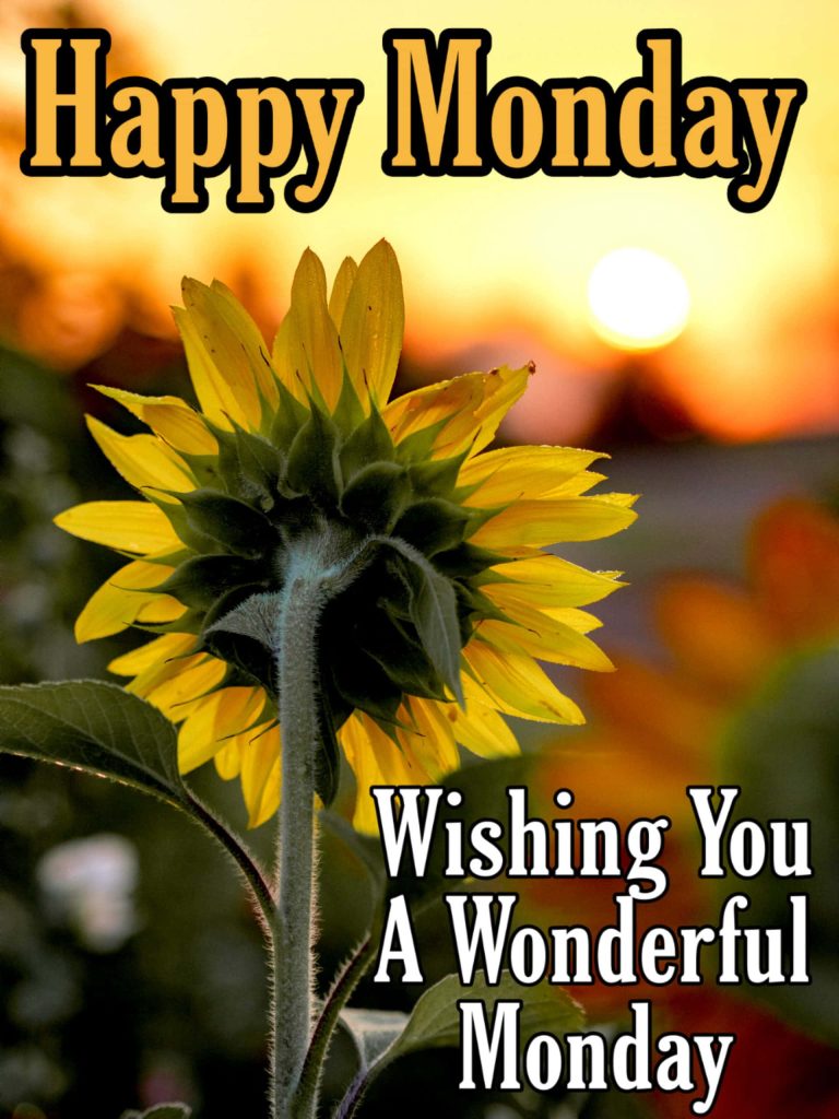 Backlit sunflower glowing at golden sunrise with Happy Monday text inspirational wallpaper