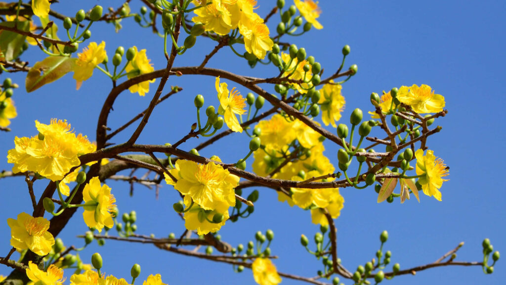 Cheerful Yellow Floral Desktop Wallpaper with Blue Sky Background