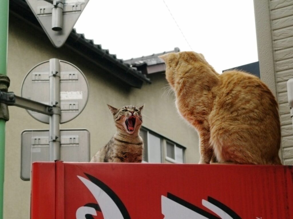 Intense Cat Encounter on Rooftop: Playful Drama in Urban Setting Wallpaper
