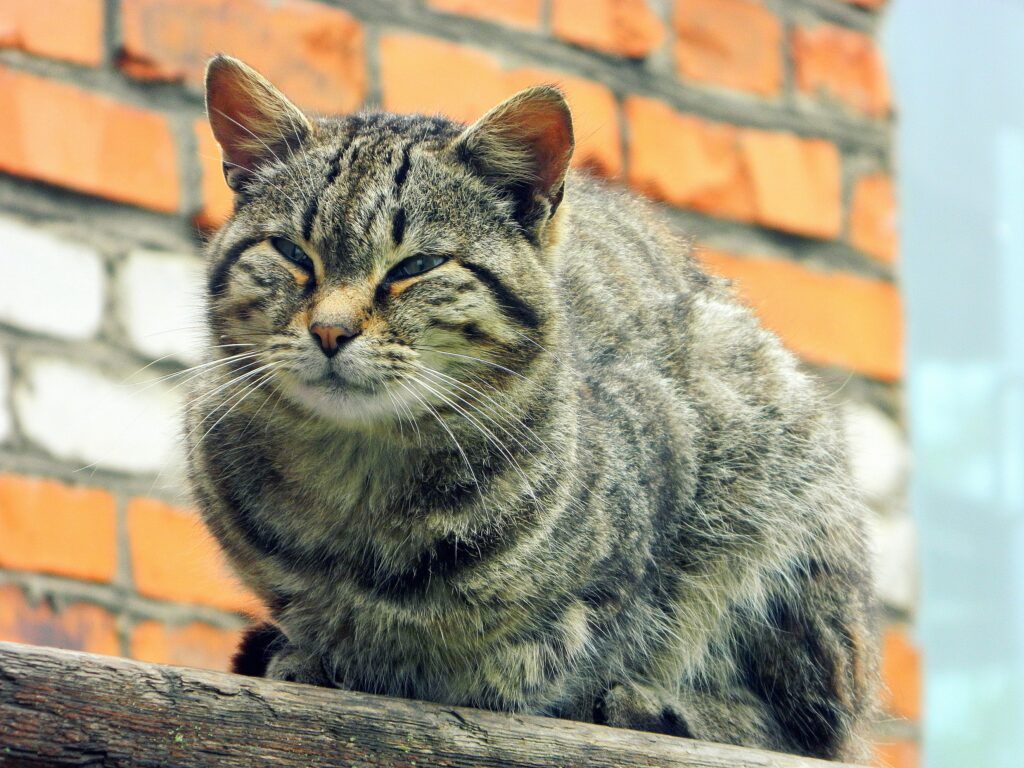 Resilient Tabby Cat Against Brickwork: Urban Survival Wallpaper