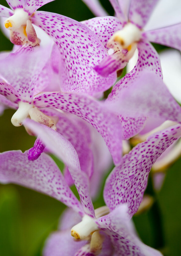 Elegant Vanda Orchids: Stunning Purple Petals on Soft Background Wallpaper