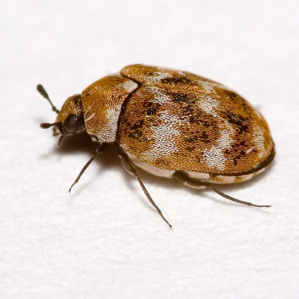 Close-up of Varied Carpet Beetle with mottled brown yellow and white shell on white background Wallpaper
