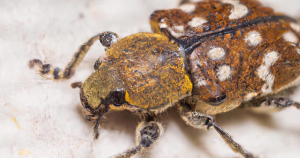 Macro closeup of Varied Carpet Beetle with mottled brown yellow white shell on neutral background Wallpaper