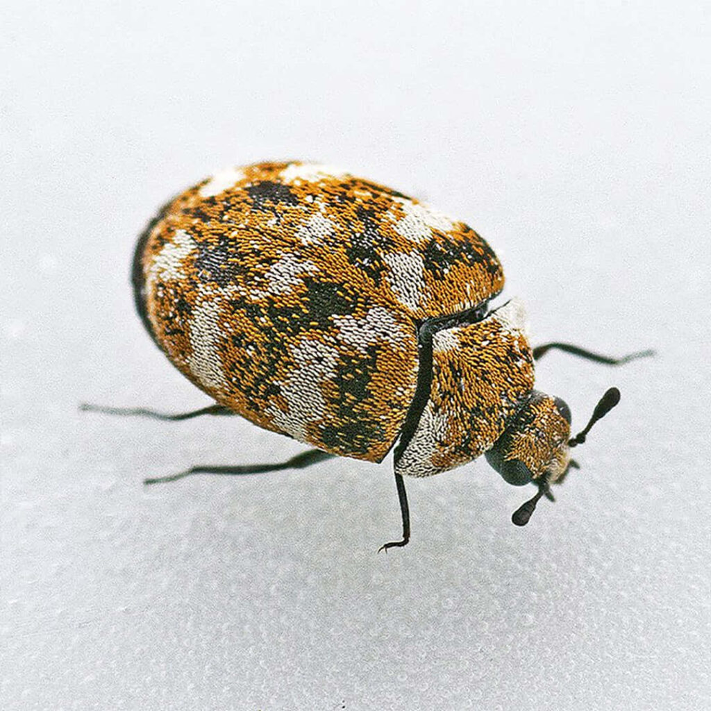 Closeup of Varied Carpet Beetle showing detailed textured body and mottled brown white yellow colors Wallpaper