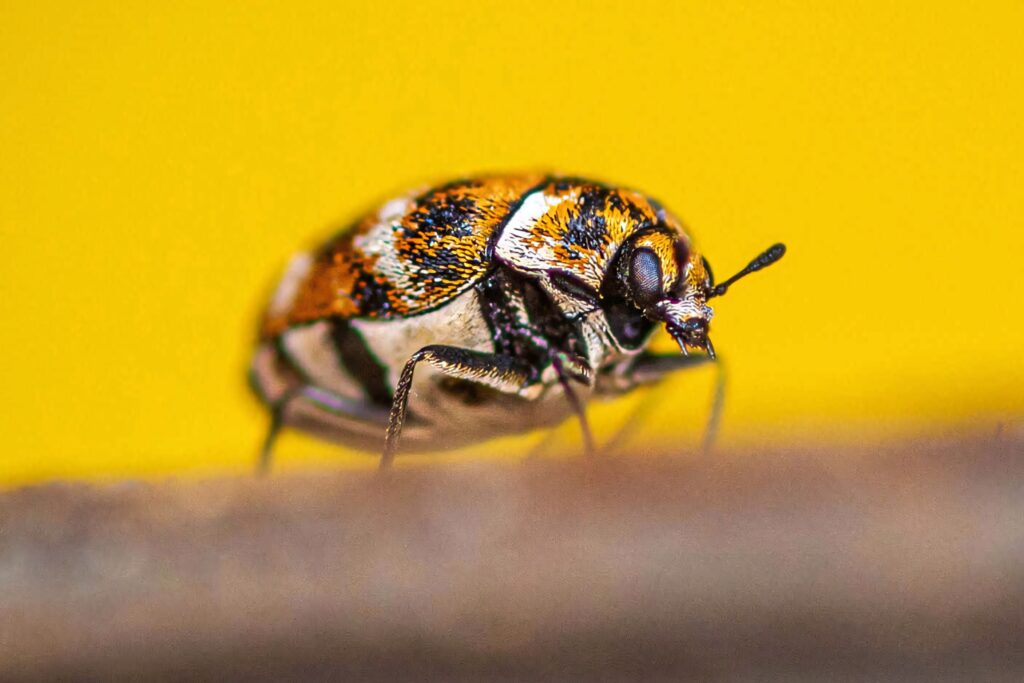 Closeup of Varied Carpet Beetle with orange black white patterns on vivid yellow background macro Wallpaper