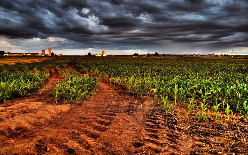 Young corn plants in vast rural field under cloudy sky showcasing thriving agriculture farm Wallpaper