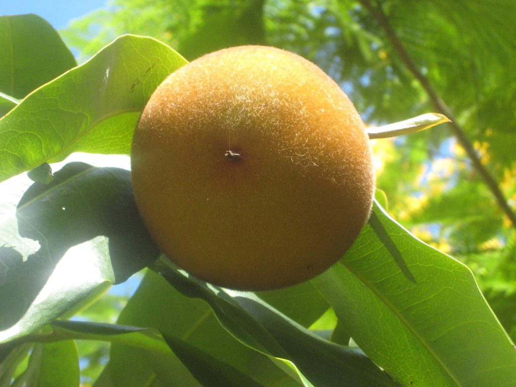 Velvet Apple fruit hanging on tree with velvety texture green leaves bright natural sunlight Wallpaper