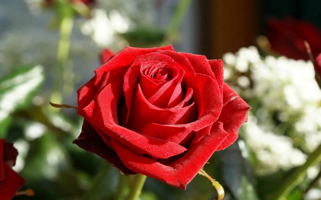 Stunning Close-Up of a Velvety Red Rose with Dewdrops and Greenery Wallpaper