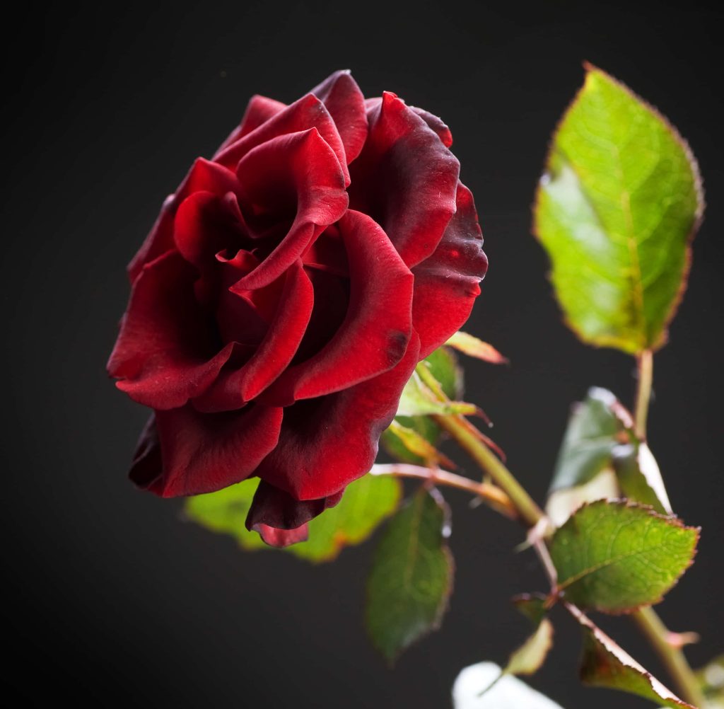 Close-up of a single velvety red rose with moody lighting on dark background wallpaper background
