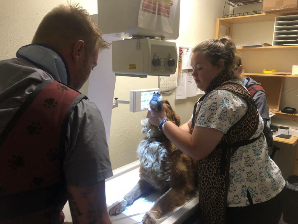 Veterinary team examining golden retriever under X-ray machine in warm clinical setting Wallpaper