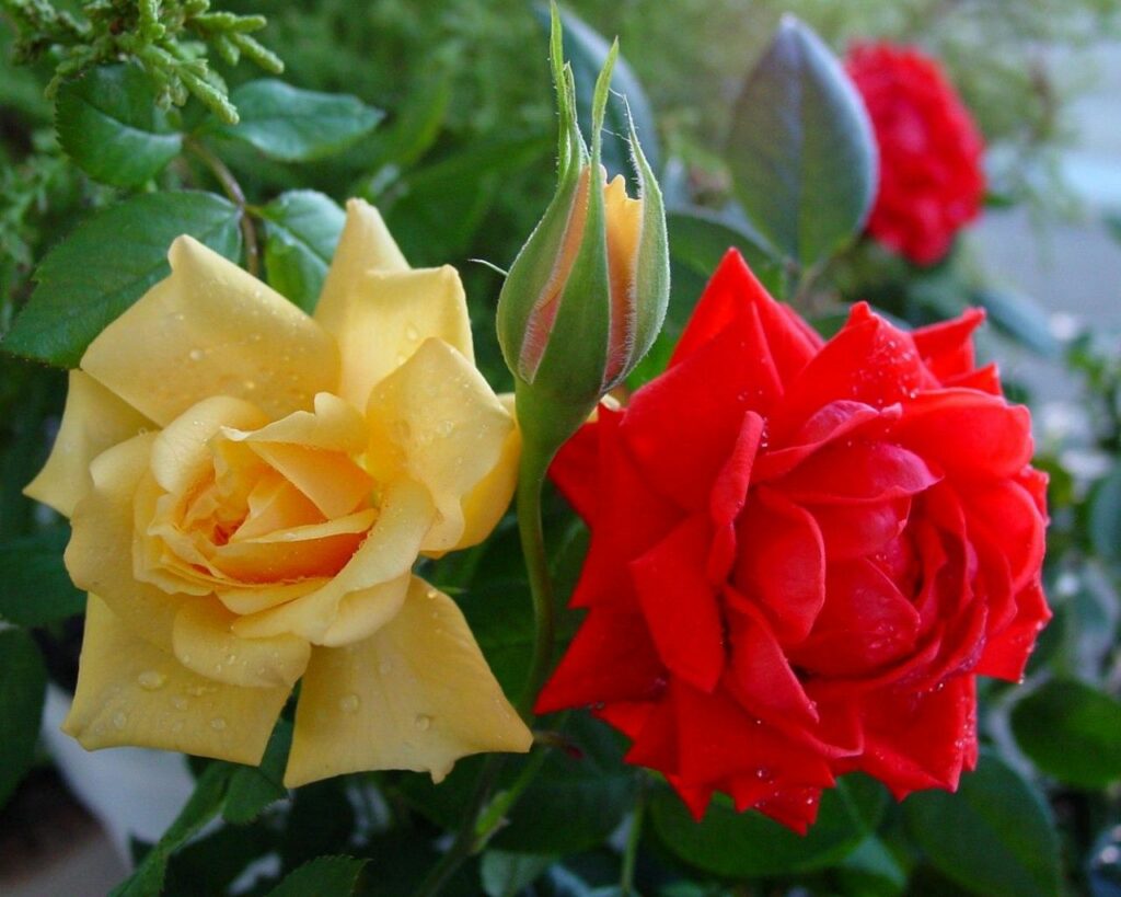 Vibrant 1280x1024 Rose Wallpaper: Close-Up of Colorful Blooms