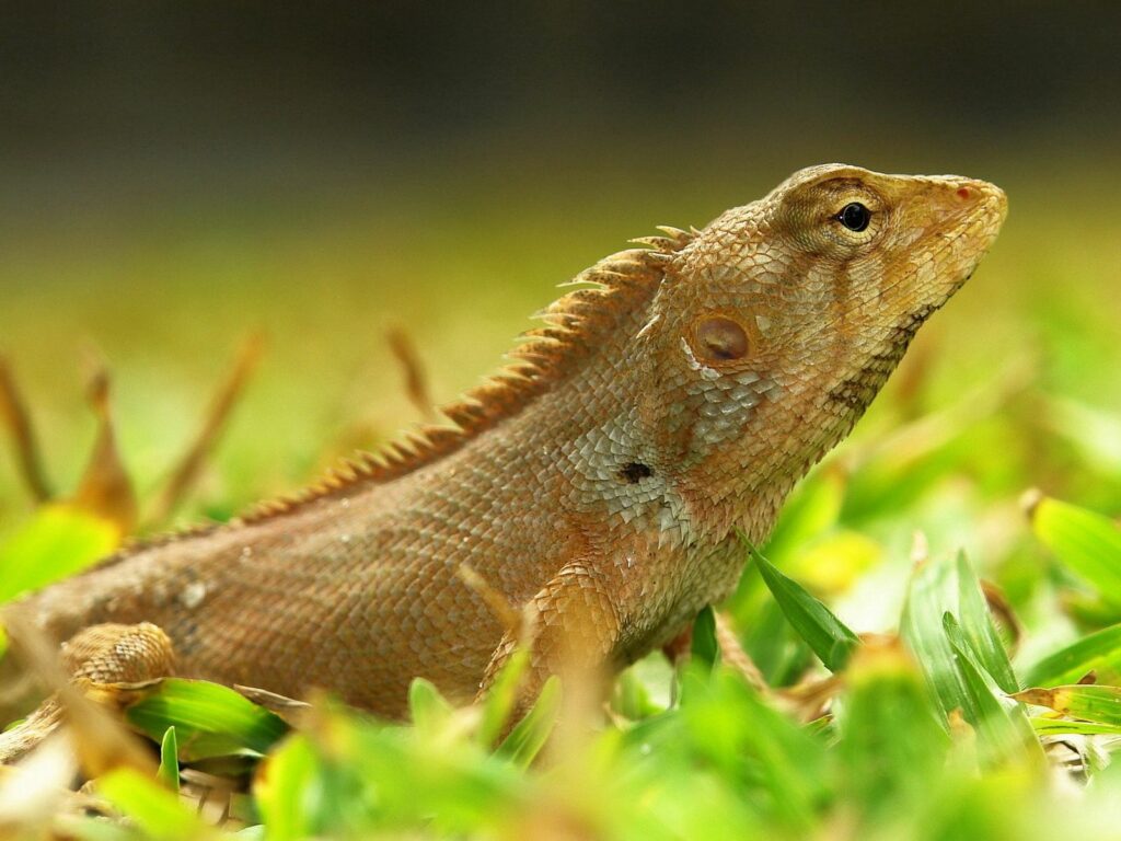 Lizard Wallpaper 1600x1200: Vibrant Reptile in Green Grass