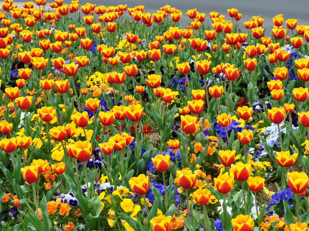 Vibrant 1600x1200 Tulip and Pansy Flowerbed Wallpaper