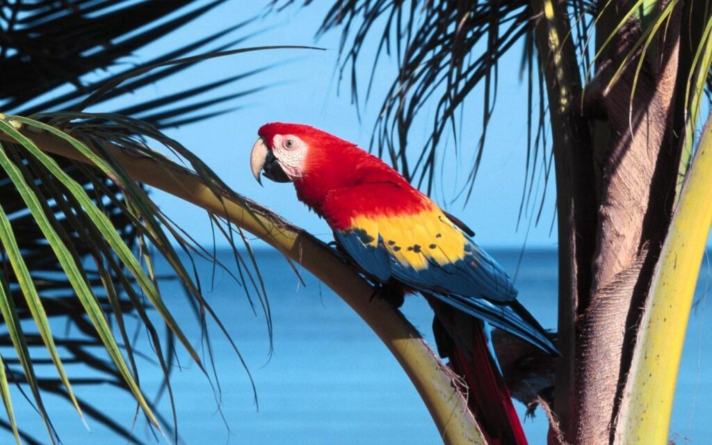 Colorful Parrot Wallpaper - Vibrant 1680x1050 Background Art