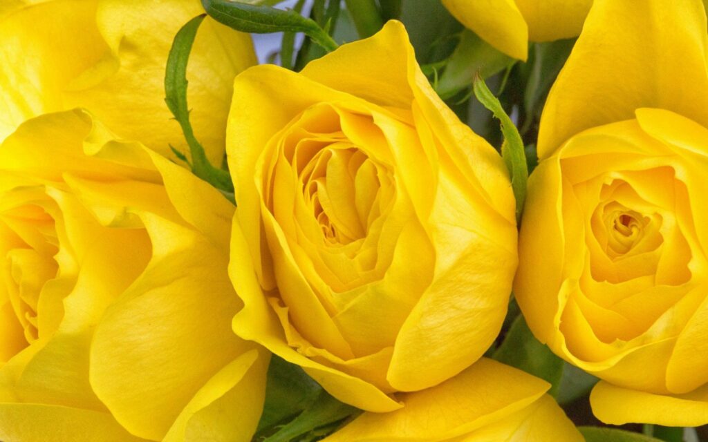 Vibrant Yellow Roses Wallpaper - Stunning 1680x1050 Background