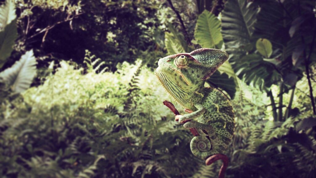 Vibrant 1920x1080 Chameleon Wallpaper in Lush Greenery Background