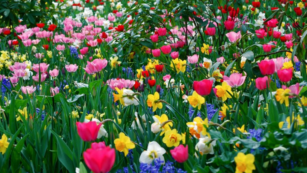 Colorful Flowerbed Wallpaper: Vibrant 1920x1080 Floral Background