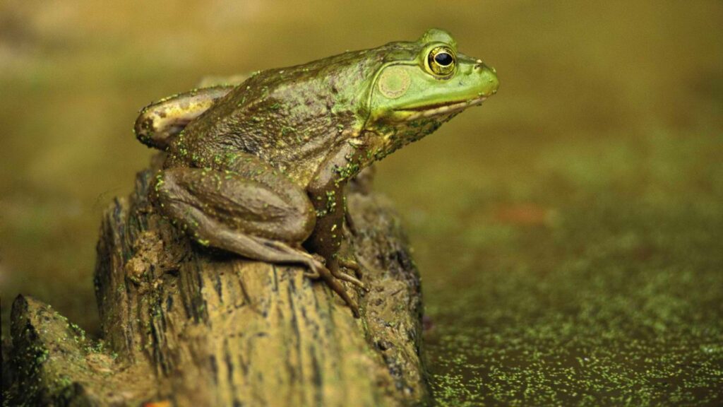 Serene Frog on Log Wallpaper: Vibrant 1920x1080 Nature Background