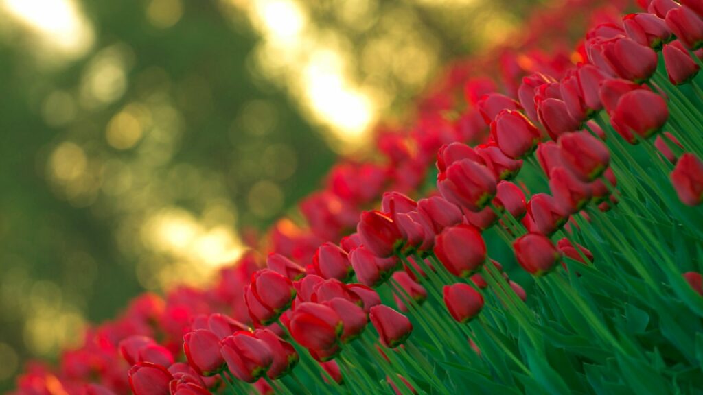 Vibrant Red Tulips Wallpaper - Serene 1920x1080 Floral Background