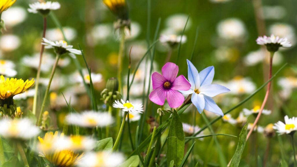 Vibrant 1920x1080 Wallpaper: Colorful Flower Field Background