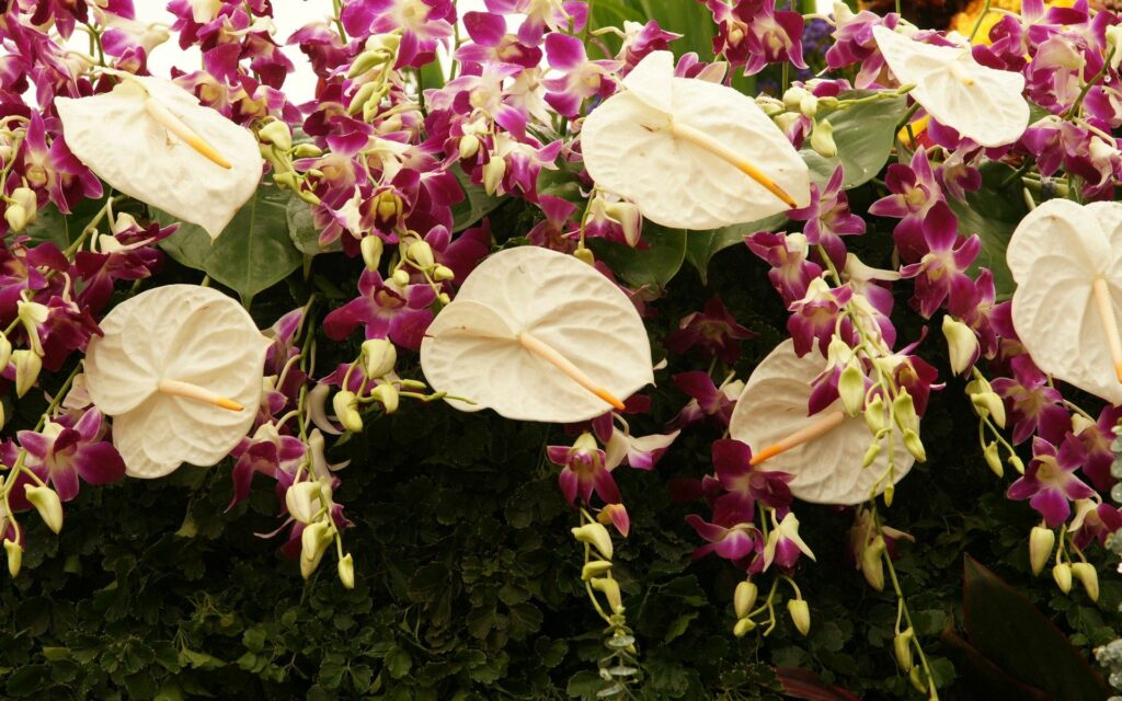 Vibrant Anthurium Wallpaper: Lush Tropical Floral Background