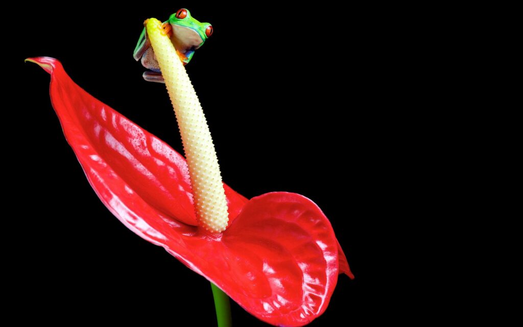 Colorful Frog on Red Anthurium Wallpaper - Vibrant Nature Background