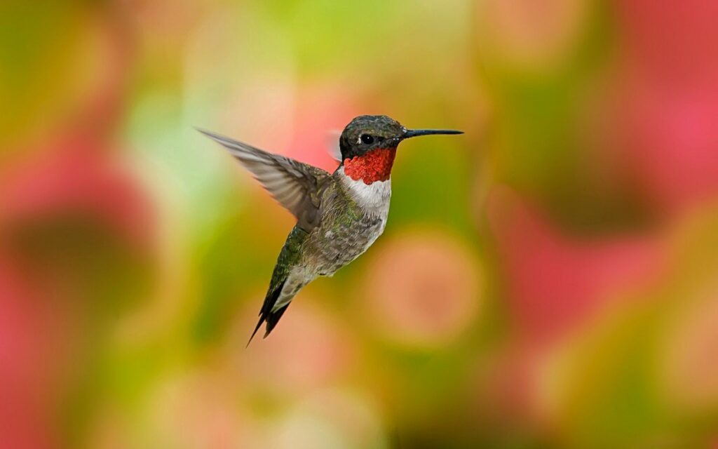 Vibrant Hummingbird Wallpaper: Colorful Floral Background 1920x1200