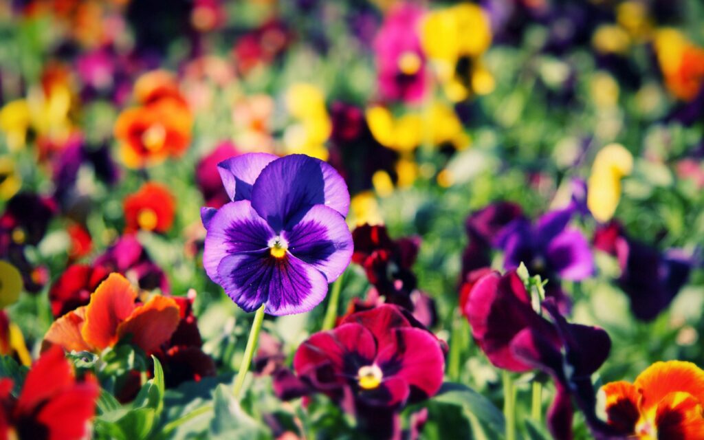 “Vivid Pansies Close-Up Wallpaper - Colorful Floral Background 1920x1200”