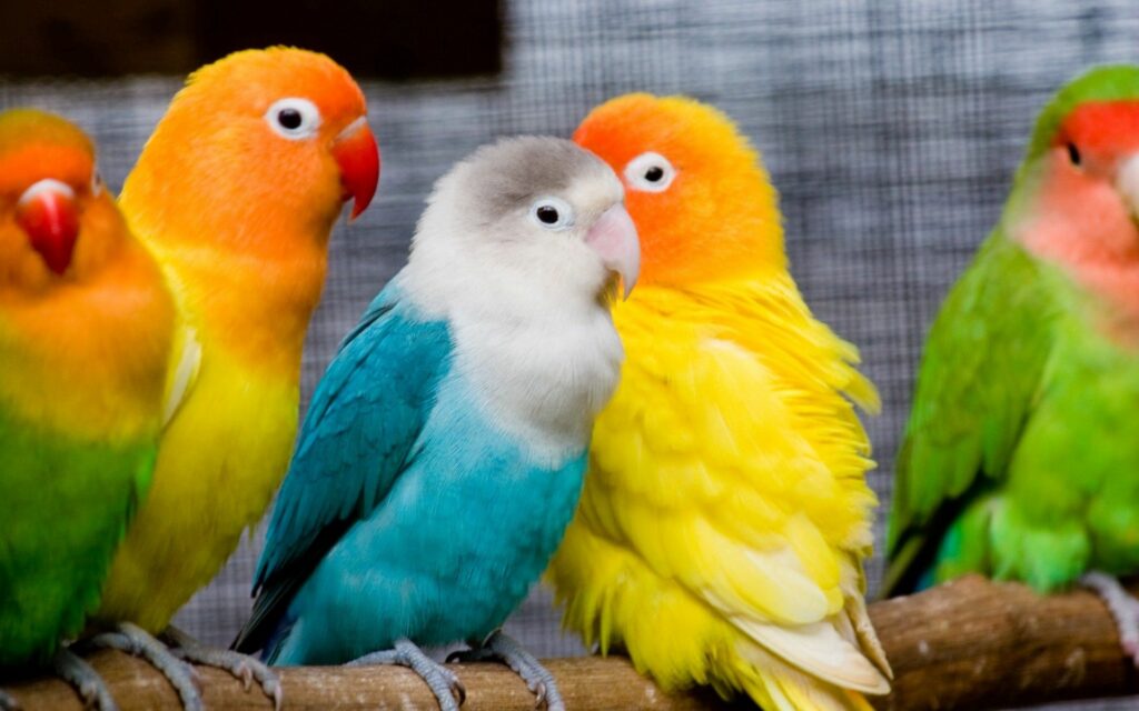 Vibrant Parrots Wallpaper in 1920x1200 - Colorful Bird Background