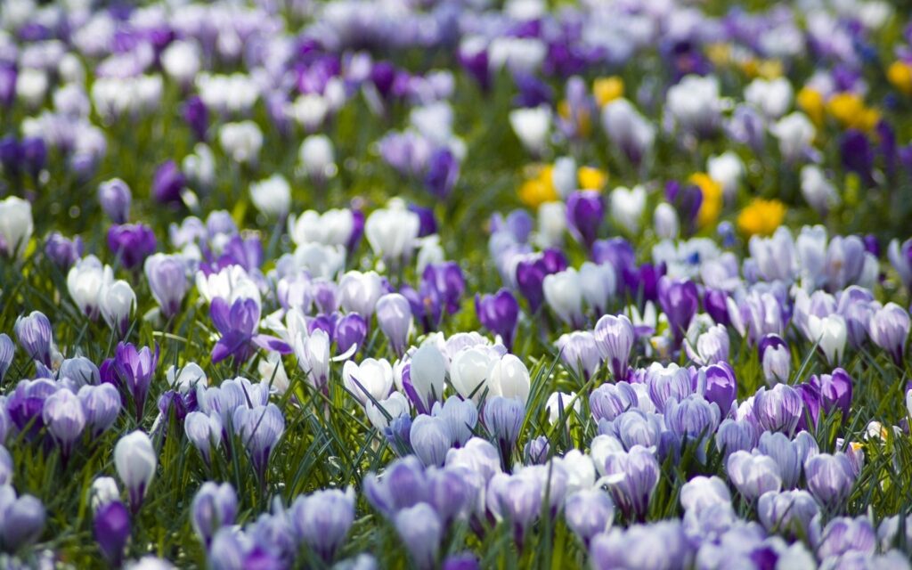 Colorful Crocuses in Bloom - Vibrant Spring Meadow Wallpaper 1920x1200