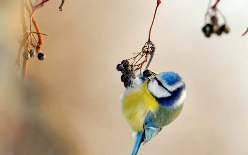 Colorful Titmouse Wallpaper: Vibrant Bird on Branch in Soft Focus