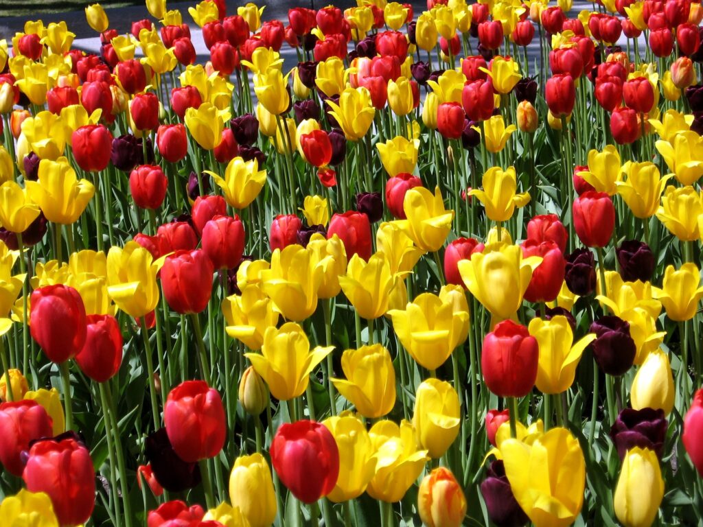 Cheerful Spring Tulips Wallpaper: Vibrant Red & Yellow Field Background