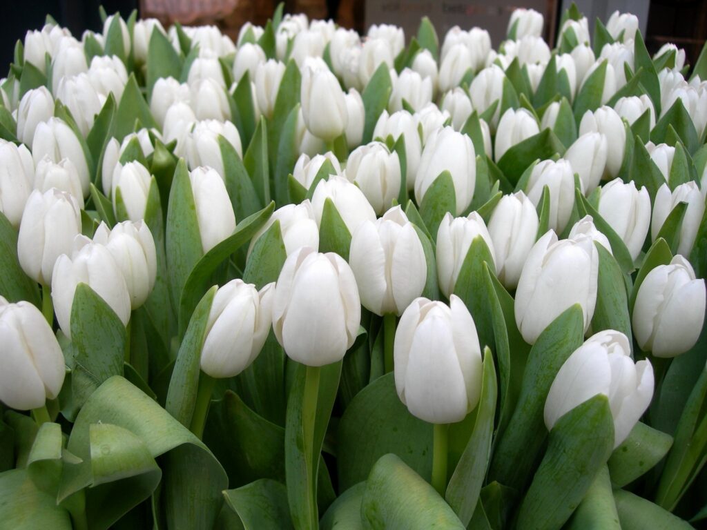 Vibrant Spring Tulip Field Wallpaper - 1920x1440 Floral Beauty