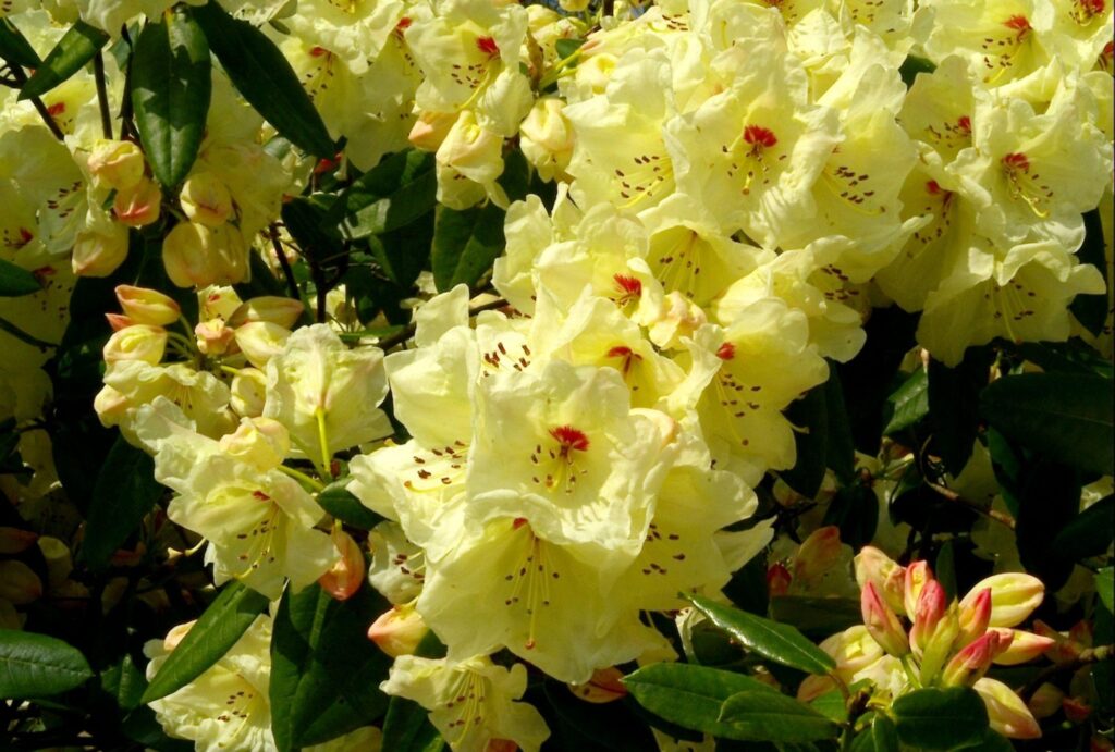 Blooming Rhododendron Wallpaper: Close-Up of Vibrant Yellow Flowers