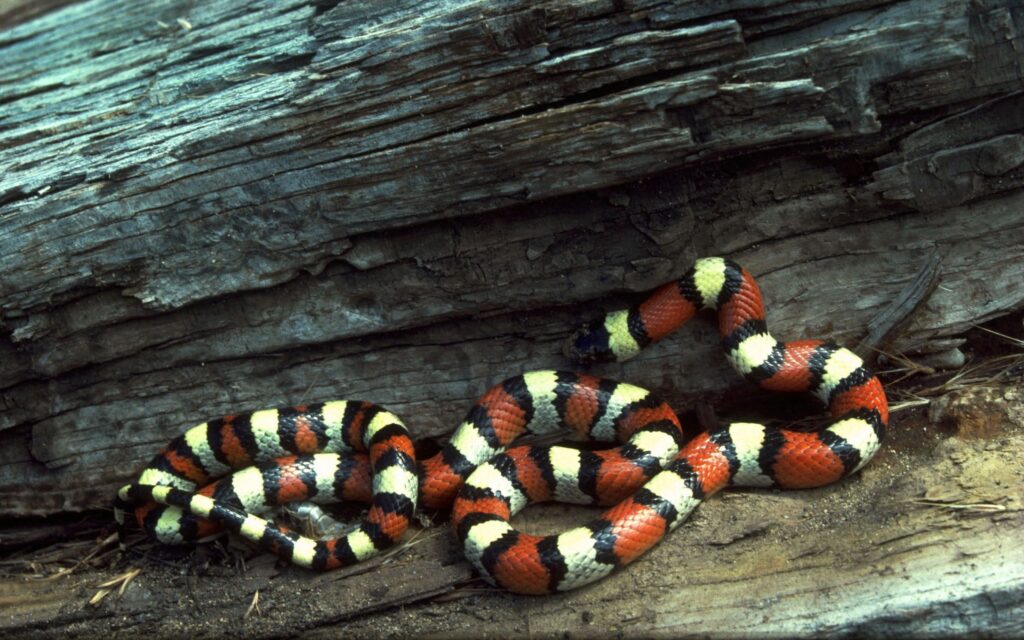 Vibrant Snake Wallpaper: Striking Red, Black & Yellow Patterns