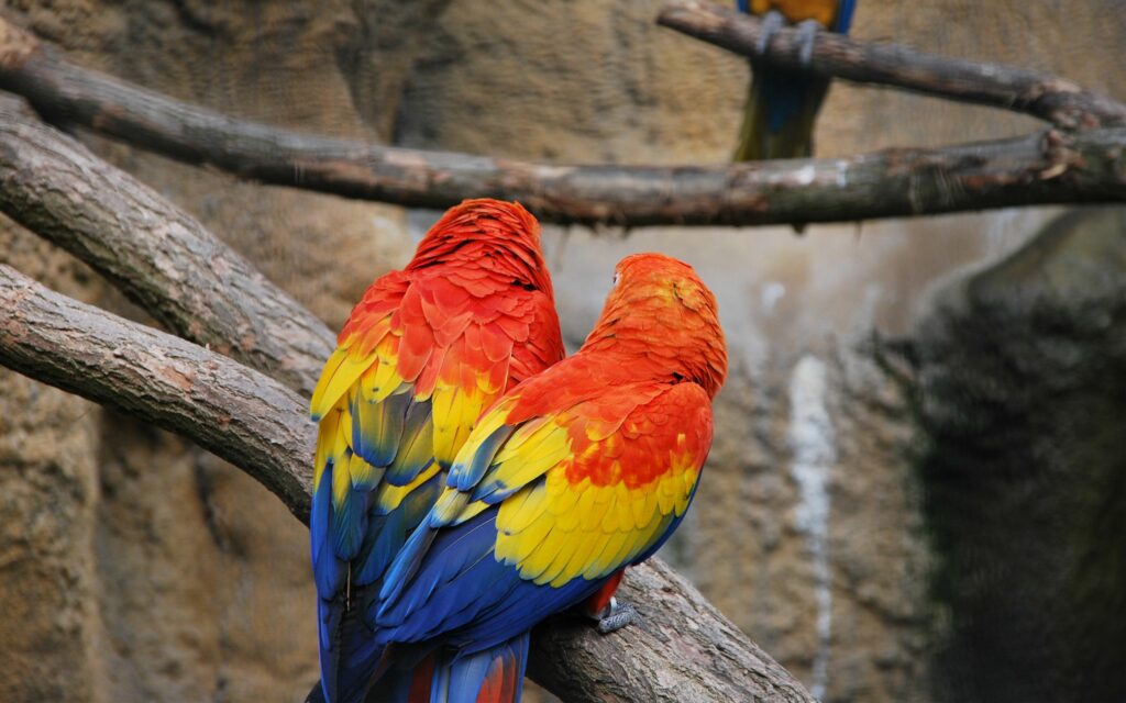 Colorful Parrots Wallpaper 2560x1600 - Vibrant Nature Background