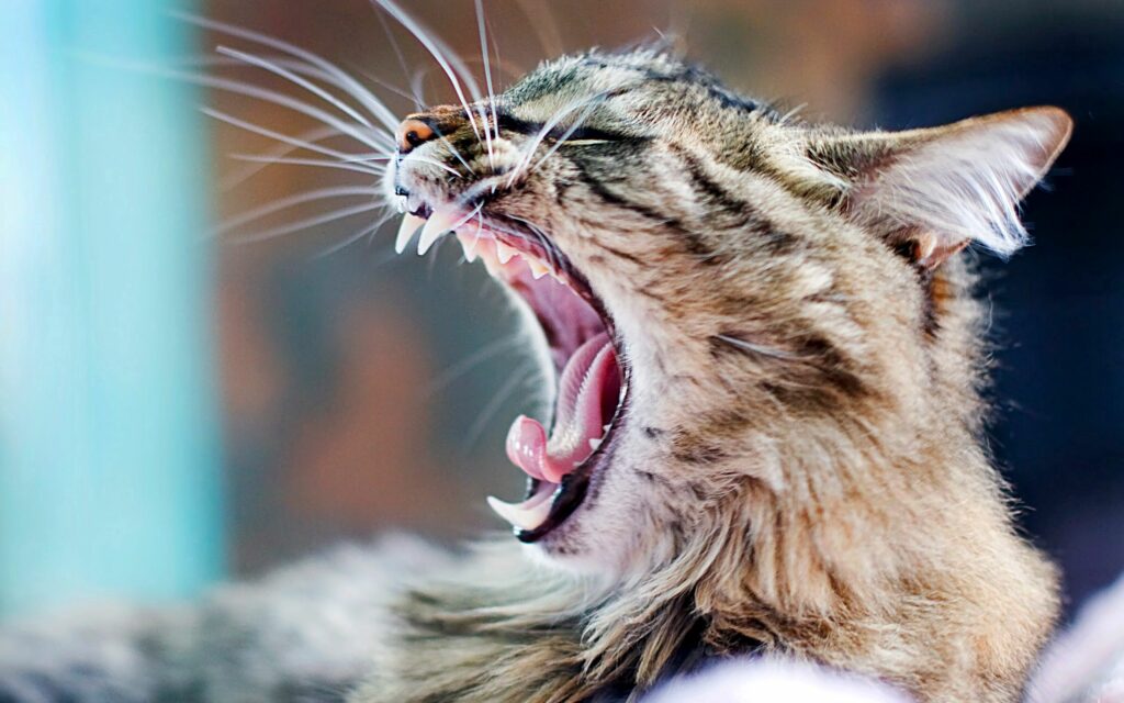 Close-Up Yawning Cat Wallpaper: Sharp Teeth & Expressive Features